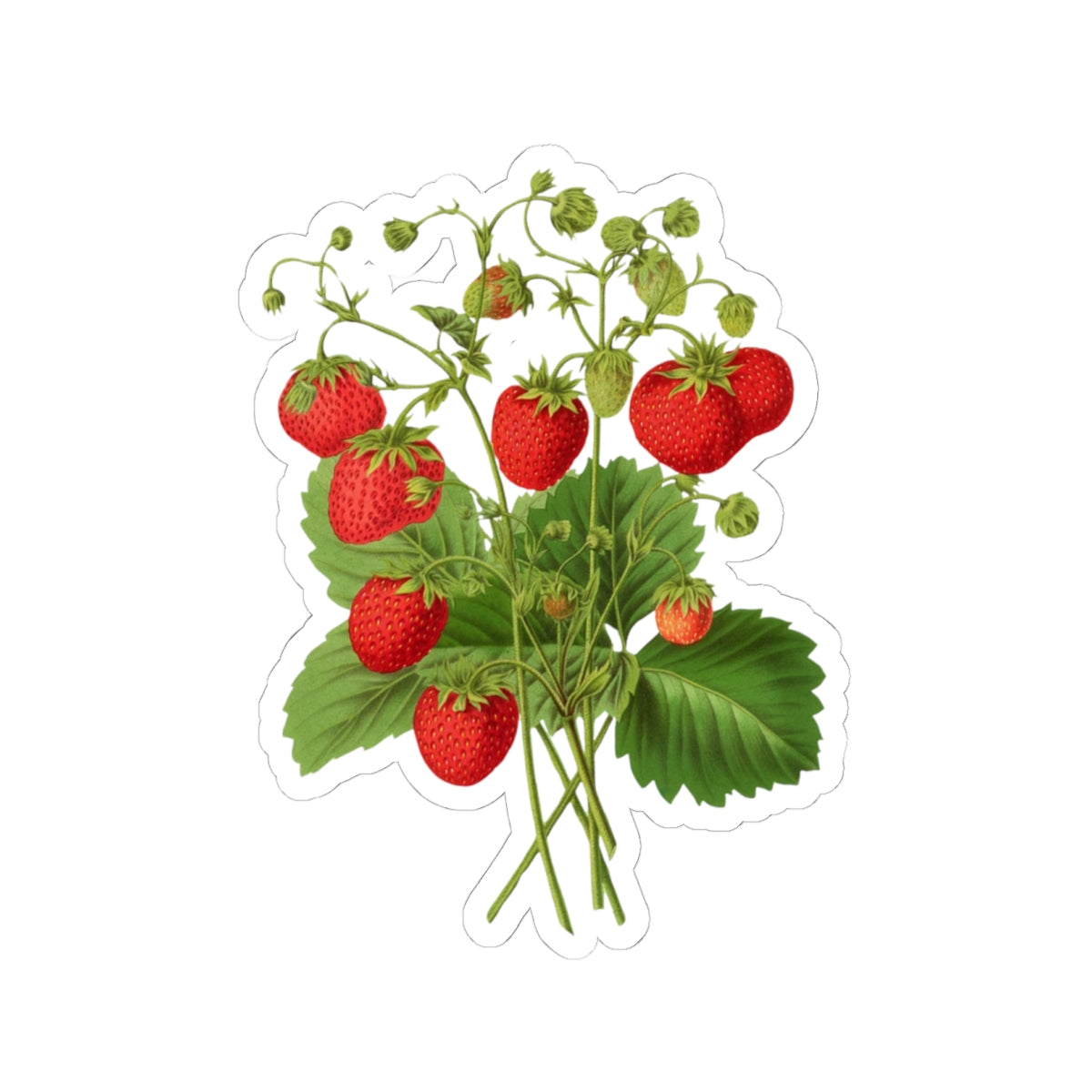 Strawberries Sticker with Leaves, Water Bottle Label, Summer Decal
