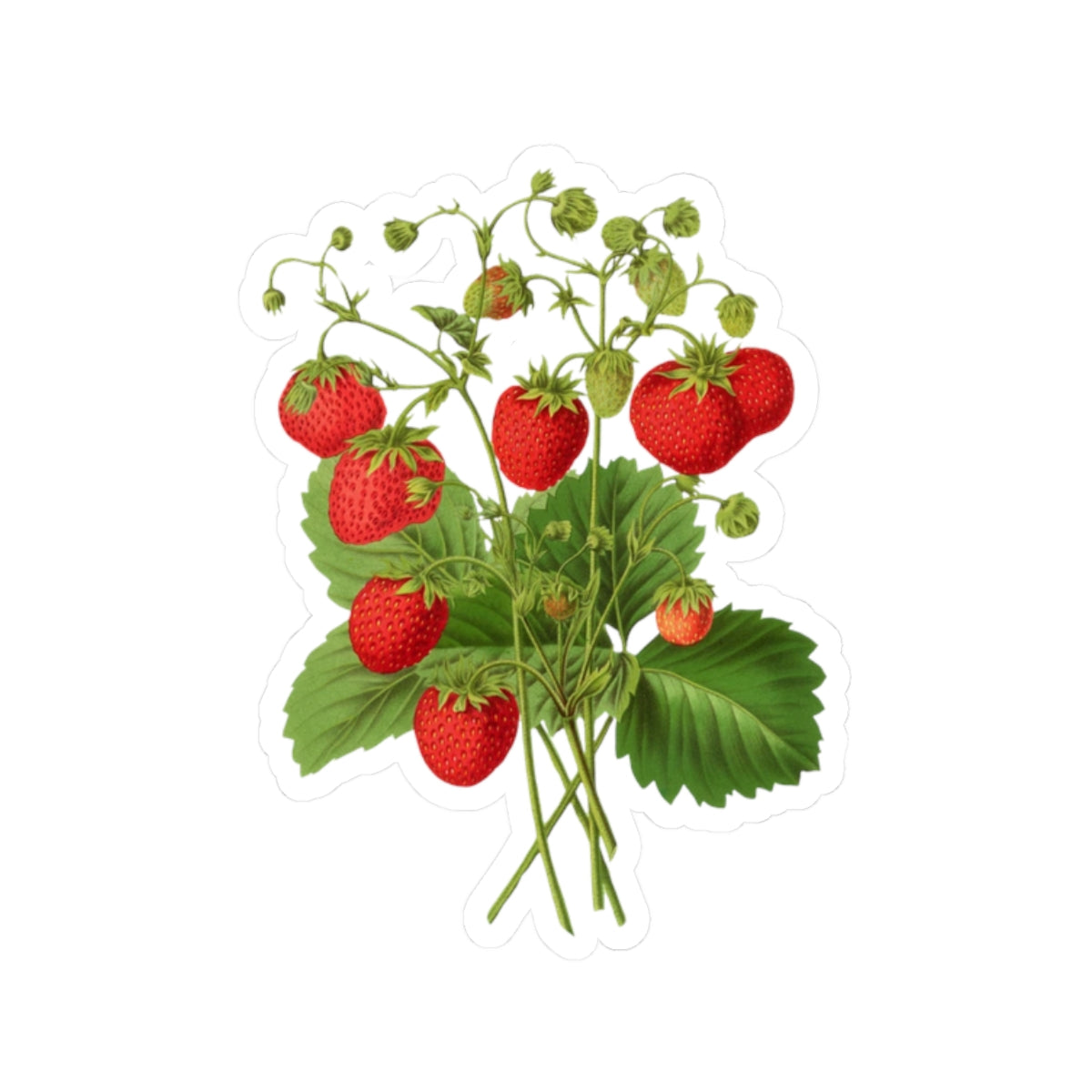 Strawberries Sticker with Leaves, Water Bottle Label, Summer Decal