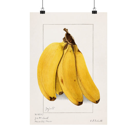 Bananas Watercolor Art Print, Vintage Pomological Poster, Perfect for Cafes and Kitchen Decor