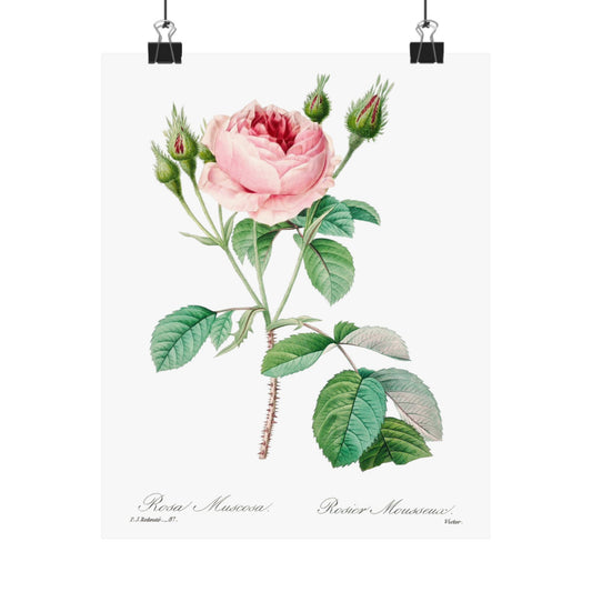 Cabbage Rose Print by Pierre Joseph Redouté, Antique Rose Art Poster for Home Decor, Floral Vintage Wall Art, Interior Design Gift