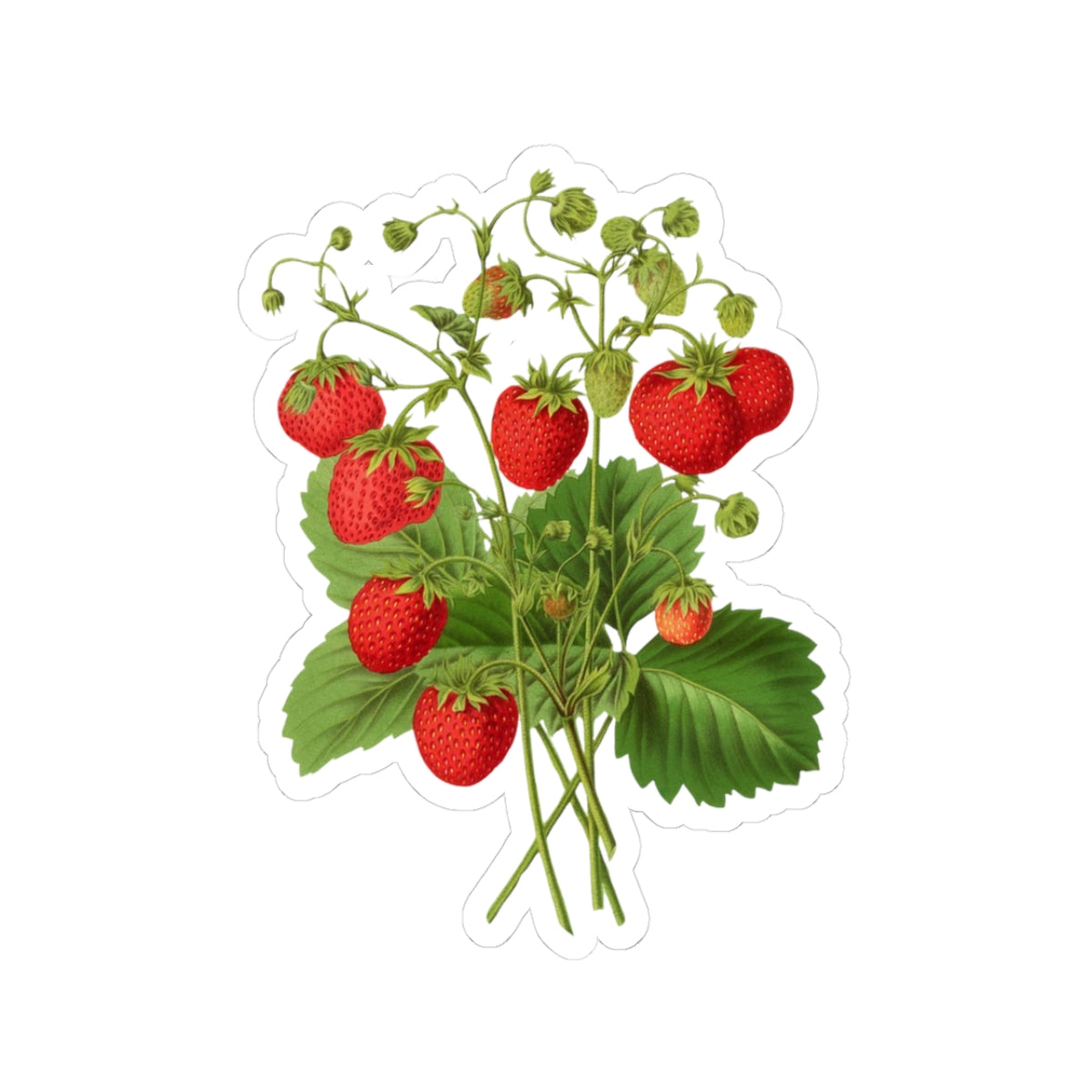 Strawberries Sticker with Leaves, Water Bottle Label, Summer Decal